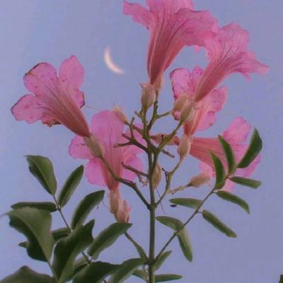 大唐契约游戏
